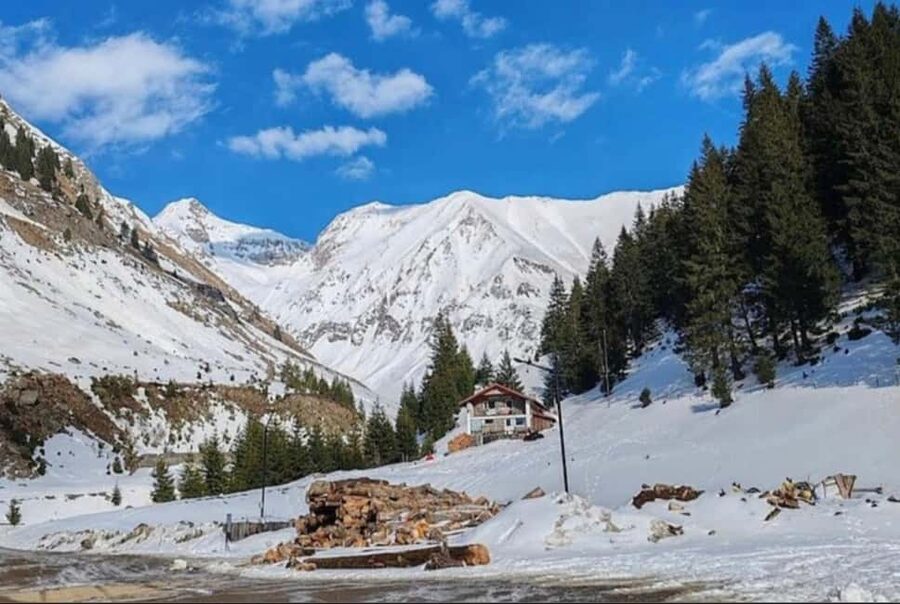 Small group Bears 'Safari' on Transfăgărășan -max 7 tourists - Key points to know before booking
