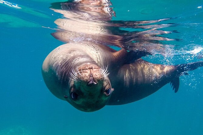 Snorkeling Open Ocean Wildlife Safari in Los Cabos with Photos Included - From Cabo Marina to the Arch and Lands End