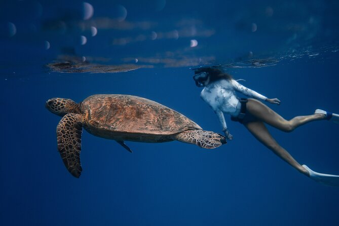 Snorkeling Open Ocean Wildlife Safari in Los Cabos with Photos Included - What open-ocean snorkeling really means