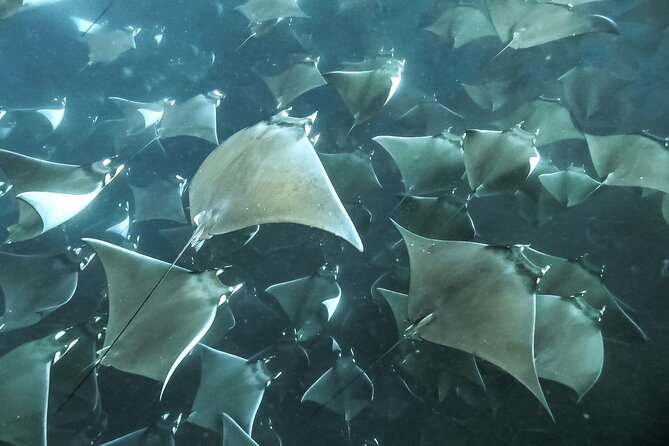 Snorkeling Open Ocean Wildlife Safari in Los Cabos with Photos Included - Rays, dolphins, whales, and the luck of the day
