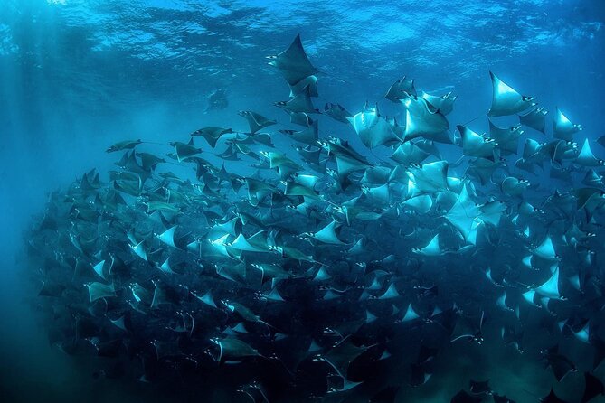Snorkeling Open Ocean Wildlife Safari in Los Cabos with Photos Included - The reef option can add welcome variety