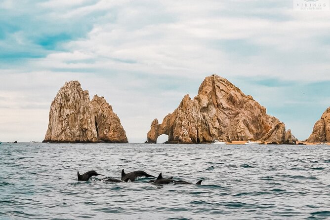 Snorkeling Open Ocean Wildlife Safari in Los Cabos with Photos Included - Guides, equipment, and the included extras