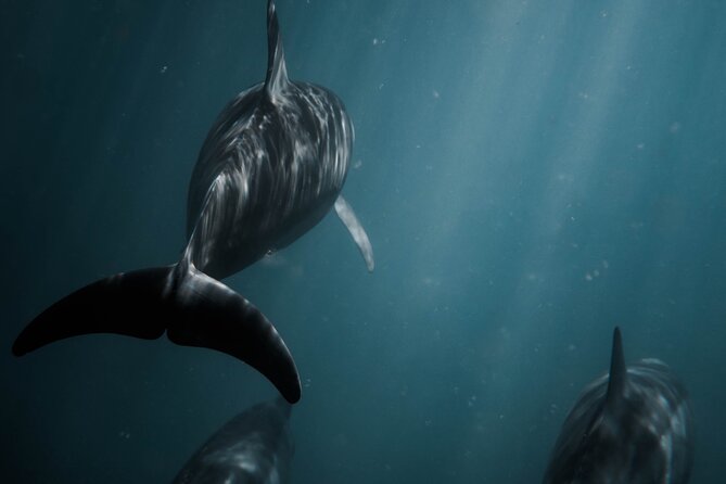Snorkeling Open Ocean Wildlife Safari in Los Cabos with Photos Included - Is $145 a fair price?