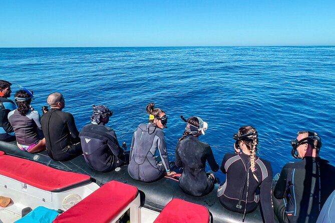 Snorkeling Open Ocean Wildlife Safari in Los Cabos with Photos Included - Who will enjoy this trip most?