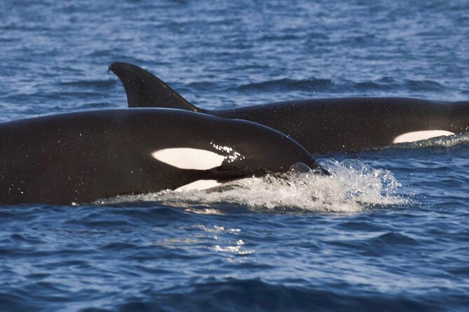 Snorkeling Open Ocean Wildlife Safari in Los Cabos with Photos Included - The speedboat ride is part of the experience