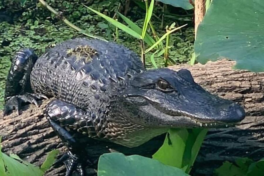 St. Augustine: St. Johns River Airboat Safari with a Guide - Why Trout Creek and Six Mile Creek feel different