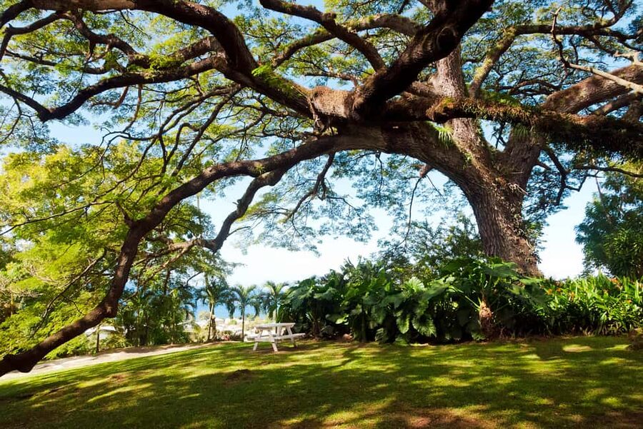 St. Kitts: Top Sights Guided Van or Open-Air Safari Tour - What the $55 price really covers