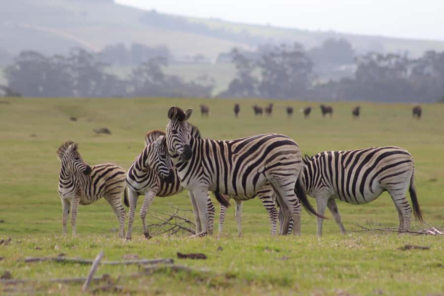 Stellenbosch: Horse Riding Wildlife Safari - Who should book this ride?
