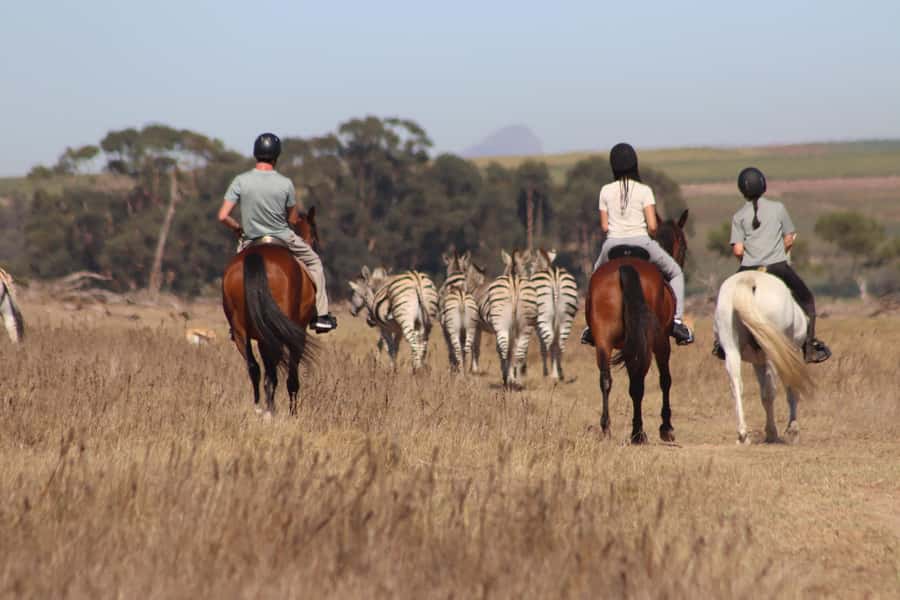 Stellenbosch: Horse Riding Wildlife Safari - Choosing a horse when you arrive