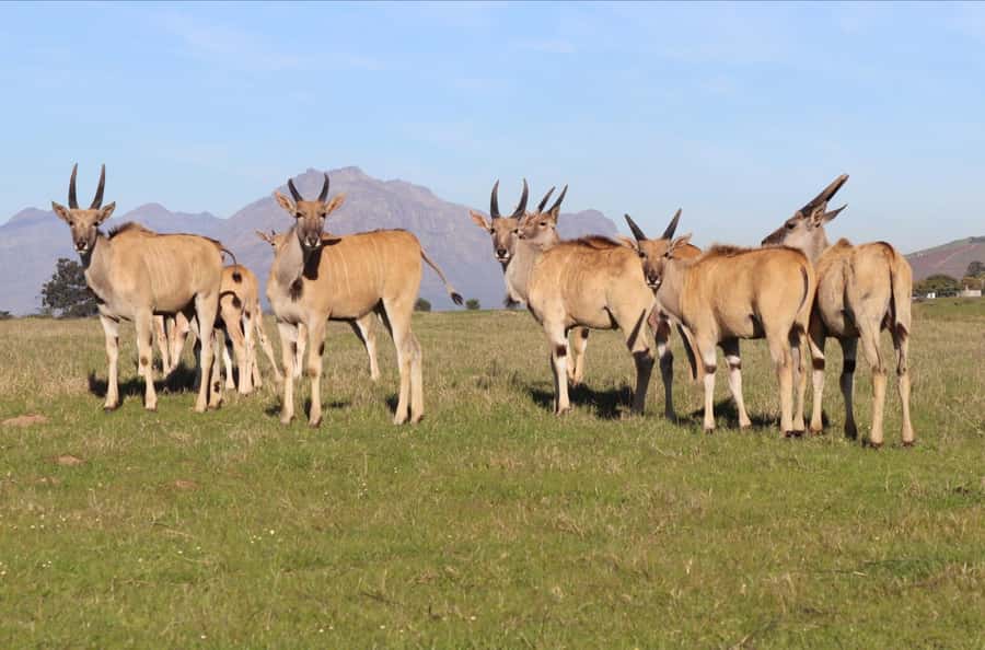 Stellenbosch: Horse Riding Wildlife Safari - The animals you may see from horseback