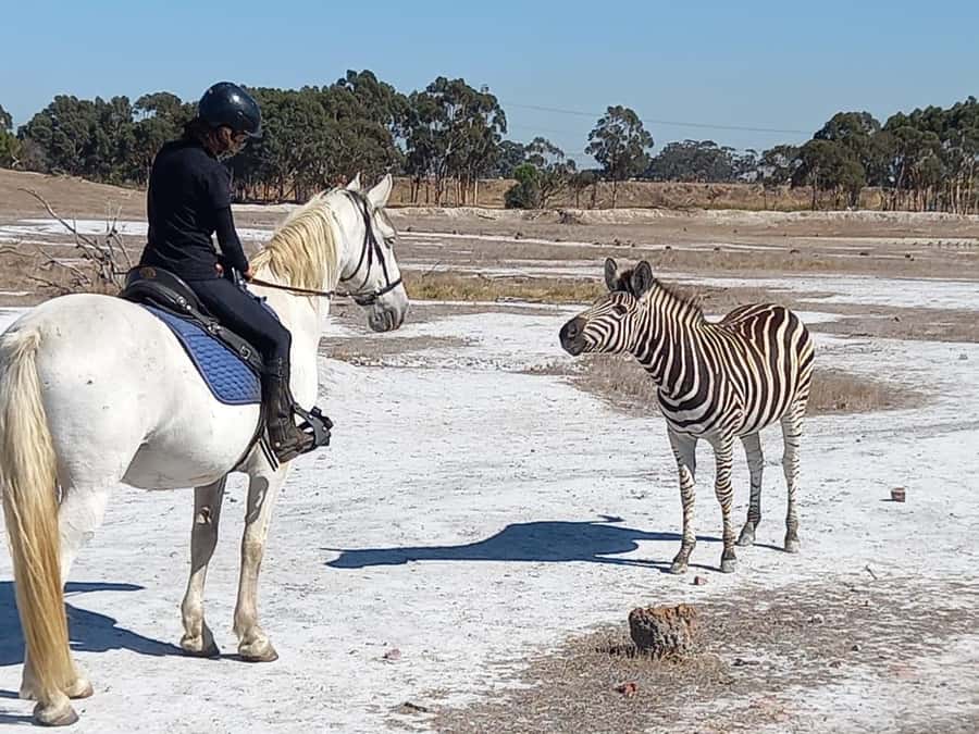 Stellenbosch: Horse Riding Wildlife Safari - Why the small group matters
