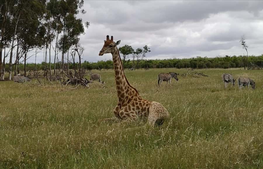 Stellenbosch: Horse Riding Wildlife Safari - The 75kg rule is not a minor detail
