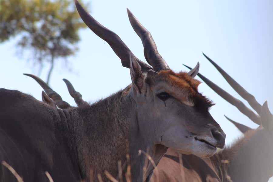 Stellenbosch: Horse Riding Wildlife Safari - Price and value at $98
