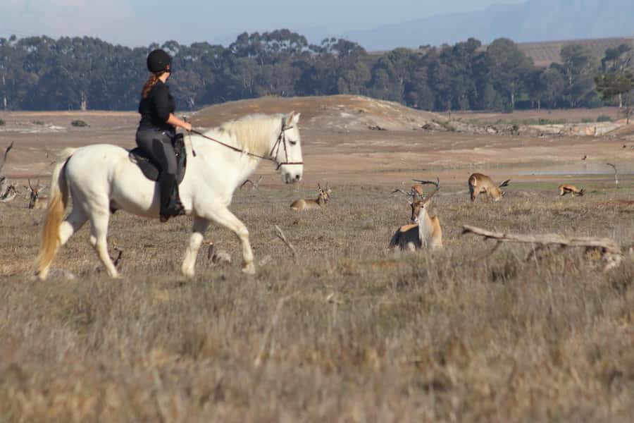 Stellenbosch: Horse Riding Wildlife Safari - The 90-minute route and what it feels like