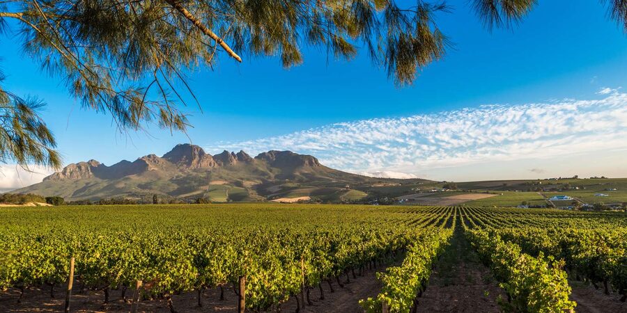 Stellenbosch North Guided Wine Safari (Tastings Excluded) - Key points at a glance