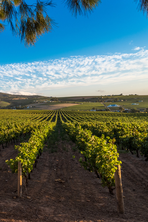 Stellenbosch North Guided Wine Safari (Tastings Excluded) - What the $42 price really covers