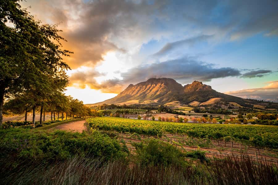 Stellenbosch North Guided Wine Safari (Tastings Included) - What the $70 price really covers