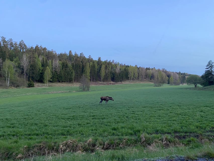 Stockholm: Wildlife Safari - What to wear and bring