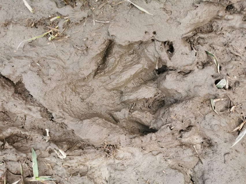 Stockholm: Wildlife Safari - Tracking on foot gives the safari more depth