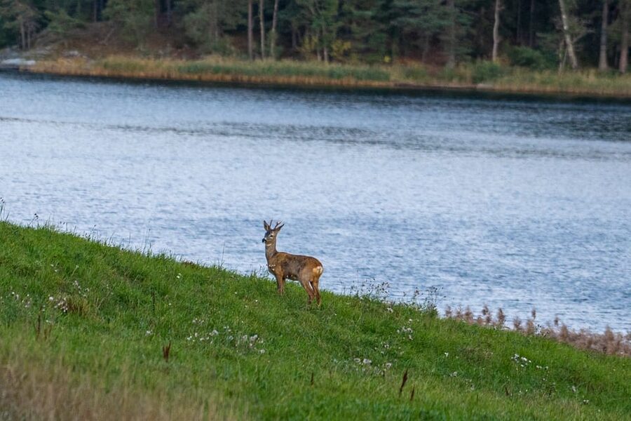 Stockholm: Wildlife Safari - What this trip is best for
