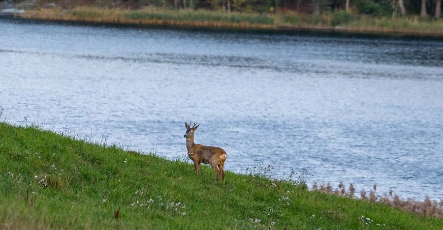 Stockholm: Wildlife Safari - Price, group size, and practical value