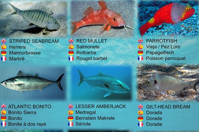 Submarine Safaris Lanzarote - Who will enjoy this most?