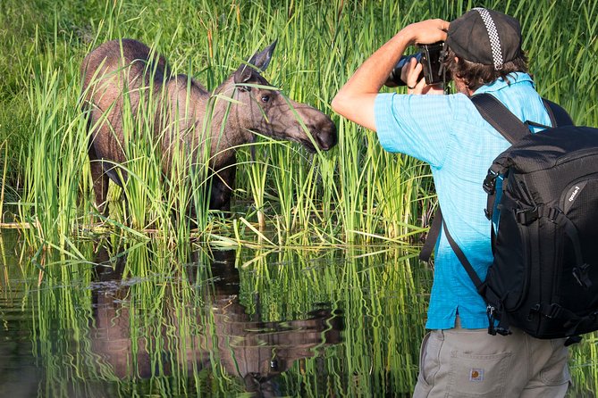 Sunset Photo Safari - Potter Marsh for birds and possible wildlife
