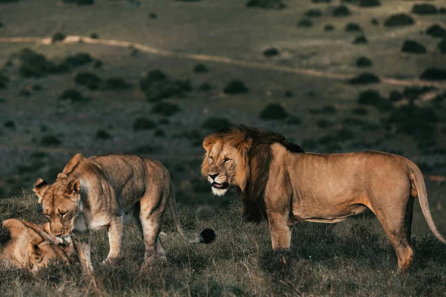 Sunset Safari at the big 5 Game Reserve All inclusive - Key points to know before you book