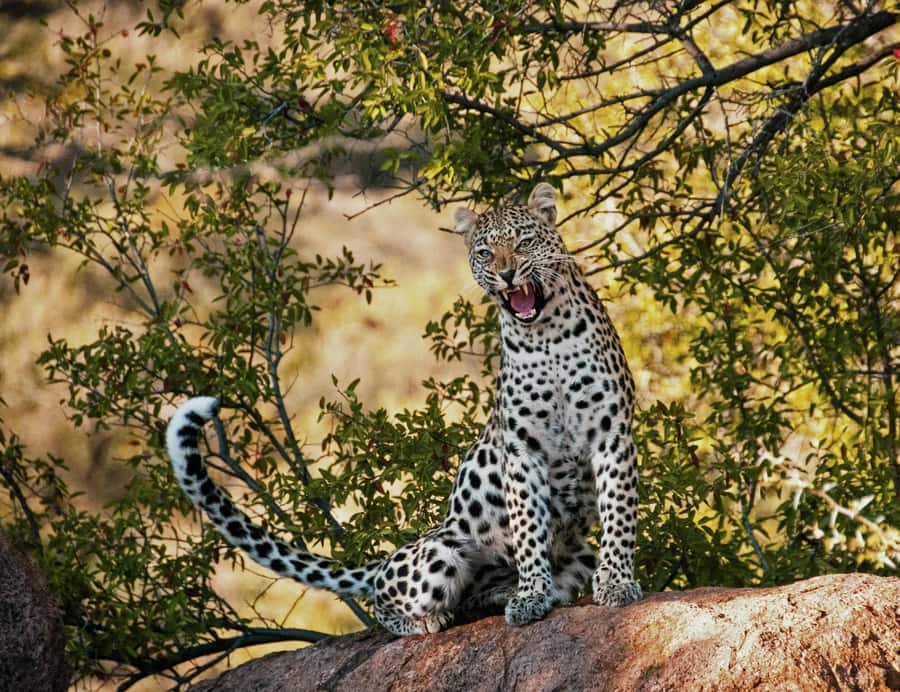 Sunset Safari at the big 5 Game Reserve All inclusive - Arriving at the private reserve