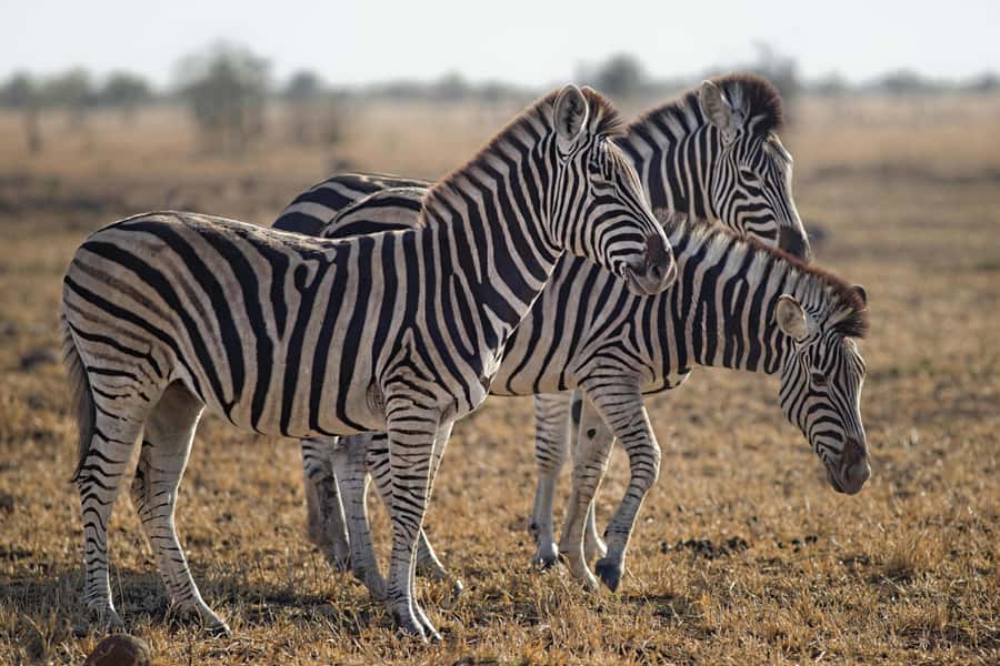 Sunset Safari at the big 5 Game Reserve All inclusive - The open-air 4x4 drive and the Big Five