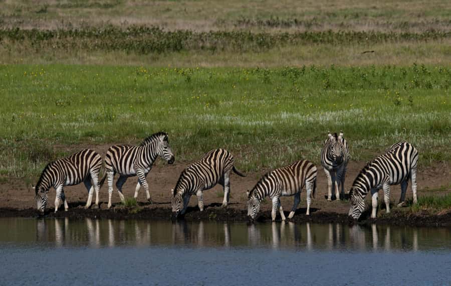 Sunset Safari at the big 5 Game Reserve All inclusive - How much value do you get for $280?