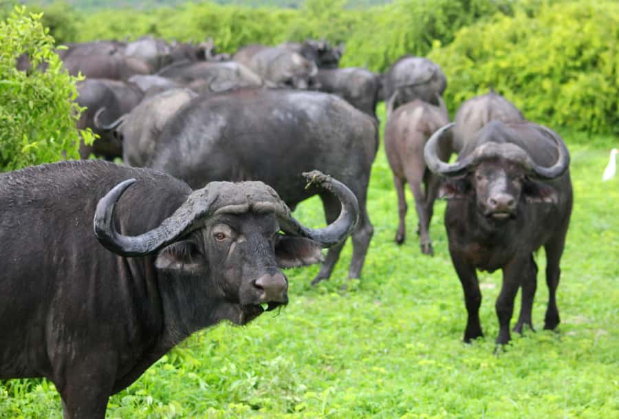 Sunset Safari at the big 5 Game Reserve All inclusive - The guide can shape the whole day