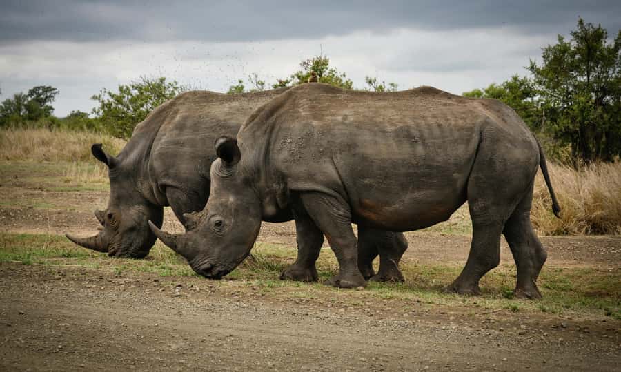 Sunset Safari at the big 5 Game Reserve All inclusive - Who should book this experience?