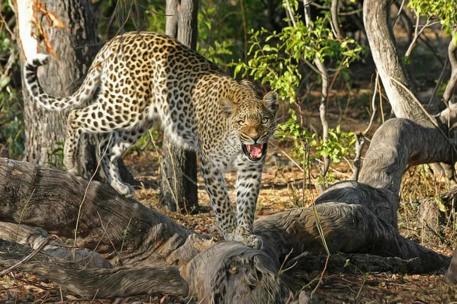 Sunset Safari at the big 5 Game Reserve All inclusive - Pickup from five central Cape Town areas