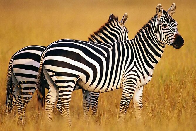 Sunset Safari Big 5 Aquila with Snacks and Wine Tasting - A full day that tries to cover Cape Town and the bush