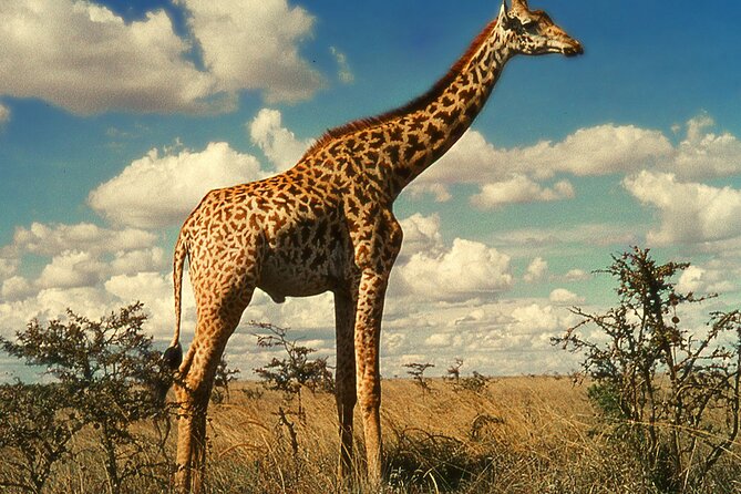 Sunset Safari Big 5 Aquila with Snacks and Wine Tasting - City Hall connects sightseeing with modern South Africa