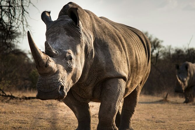 Sunset Safari Big 5 Aquila with Snacks and Wine Tasting - Wine, cheese, and a possible itinerary mismatch