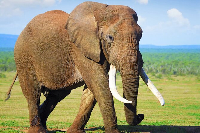 Sunset Safari Big 5 Aquila with Snacks and Wine Tasting - Aquila is the main event at sunset