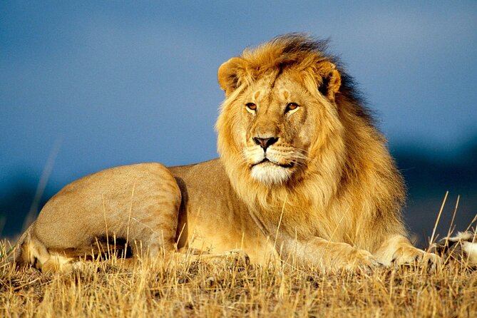 Sunset Safari Big 5 Aquila with Snacks and Wine Tasting - The Castle of Good Hope gives the city context