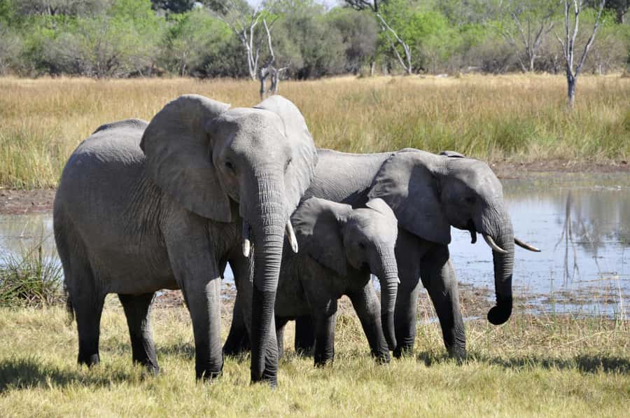 sunset safari big 5 Game reserve Group Tour - The guide can shape the whole day