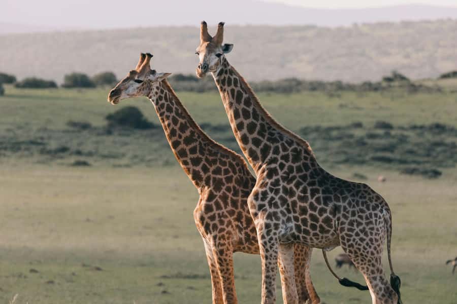 sunset safari big 5 Game reserve Group Tour - Transport is convenient, but check the vehicle