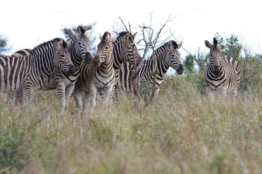 sunset safari big 5 Game reserve Group Tour - Meals are part of the value