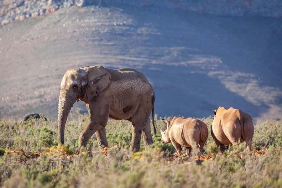 sunset safari big 5 Game reserve Group Tour - Cancellation and booking flexibility