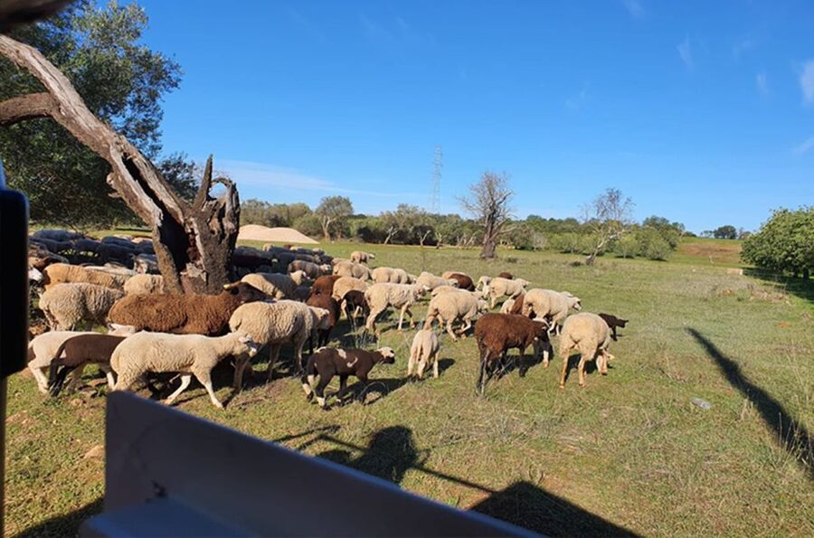 Sunset Safari in the Algarve Mountains - Key points to know before you book