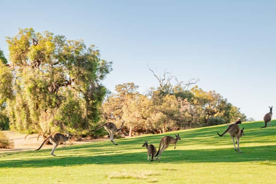 Swan Valley: Golf Cart Kangaroo Safari w/ Mini Golf & Drink - Kangaroos among the fairways at The Vines