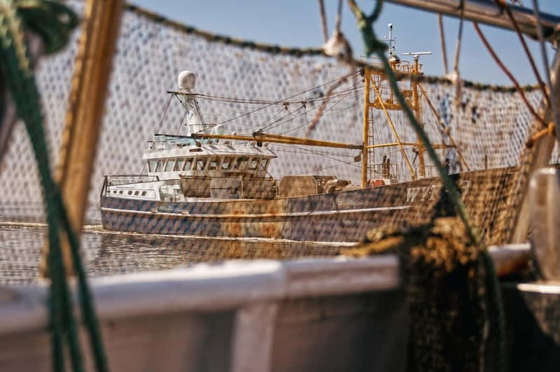 Sylt: Shell safari with boat | incl. Mussel tasting & 1 glass of wine - Key points at a glance