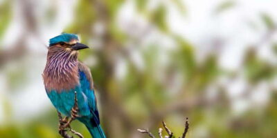 Tangalle/Hiriketiya/Galle: Shuttle to Ella with Yala Safari