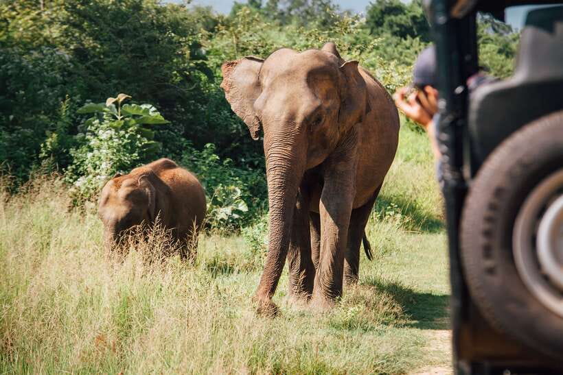 Tangalle/Hiriketiya: Yala National Park Safari in a 4x4 - Is the $41 tour price good value?
