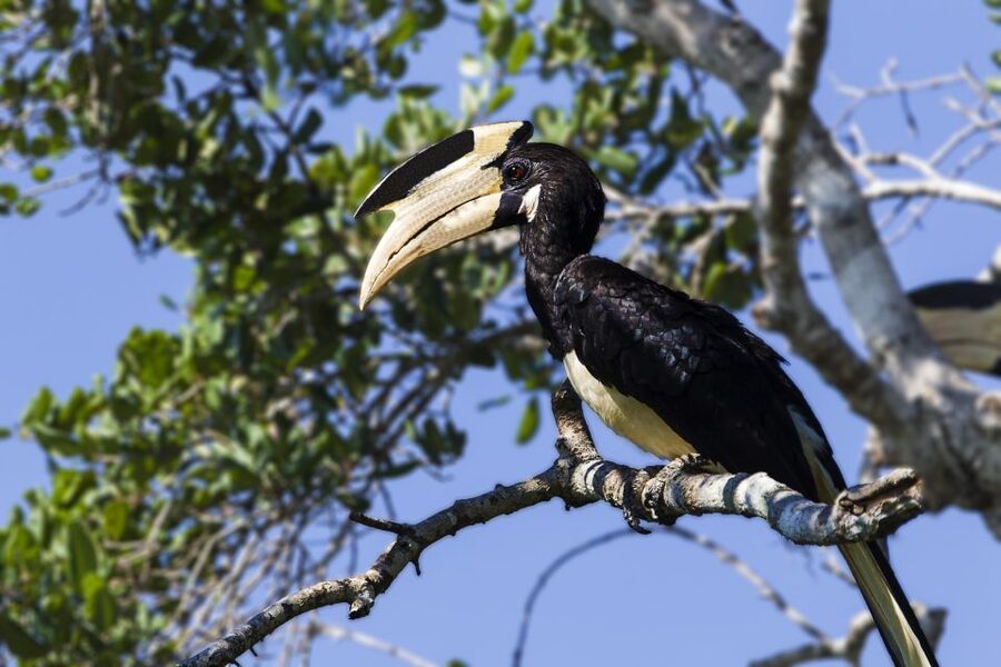 Tangalle: Safari Day Trip to Yala & Udawalawe w/ Picnic - Udawalawe from 3 PM until sunset