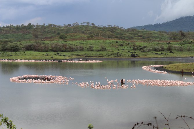 Tanzania - Arusha NP - Private Guided 4x4 Safari - Game Drive & Walking - Key points at a glance